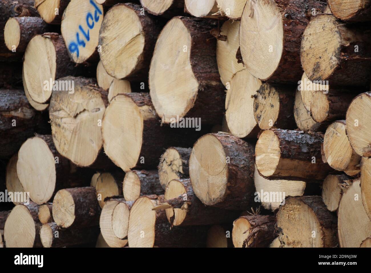 Germany, Bavaria, Upper Bavaria, Mittenwald, forest, wood warehouse, wood pile, tree trunks, Stock Photo