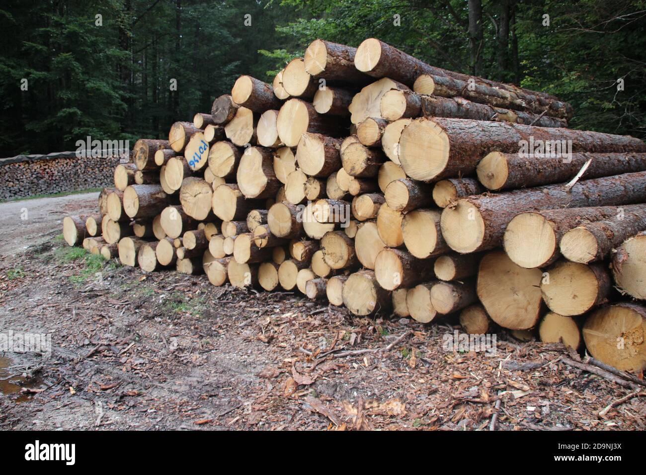 Germany, Bavaria, Upper Bavaria, Karwendel, mountains, Mittenwald, forest, wood storage, wood pile, tree trunks, Stock Photo