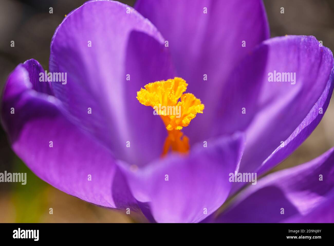 Purple flower of crocus (Crocus sp.), Garden plant, Germany Stock Photo