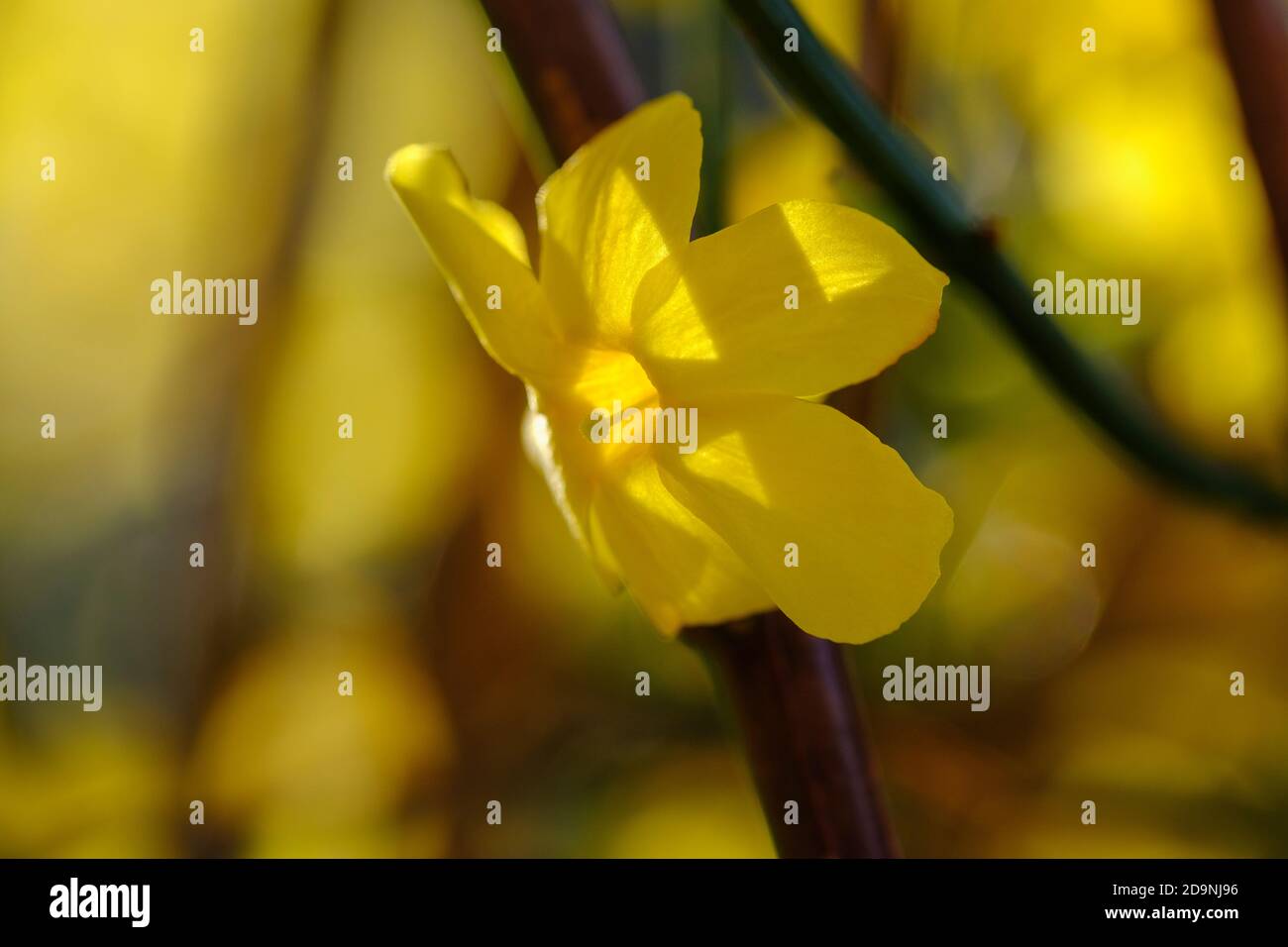 Yellow flowered winter jasmine hires stock photography and images Alamy