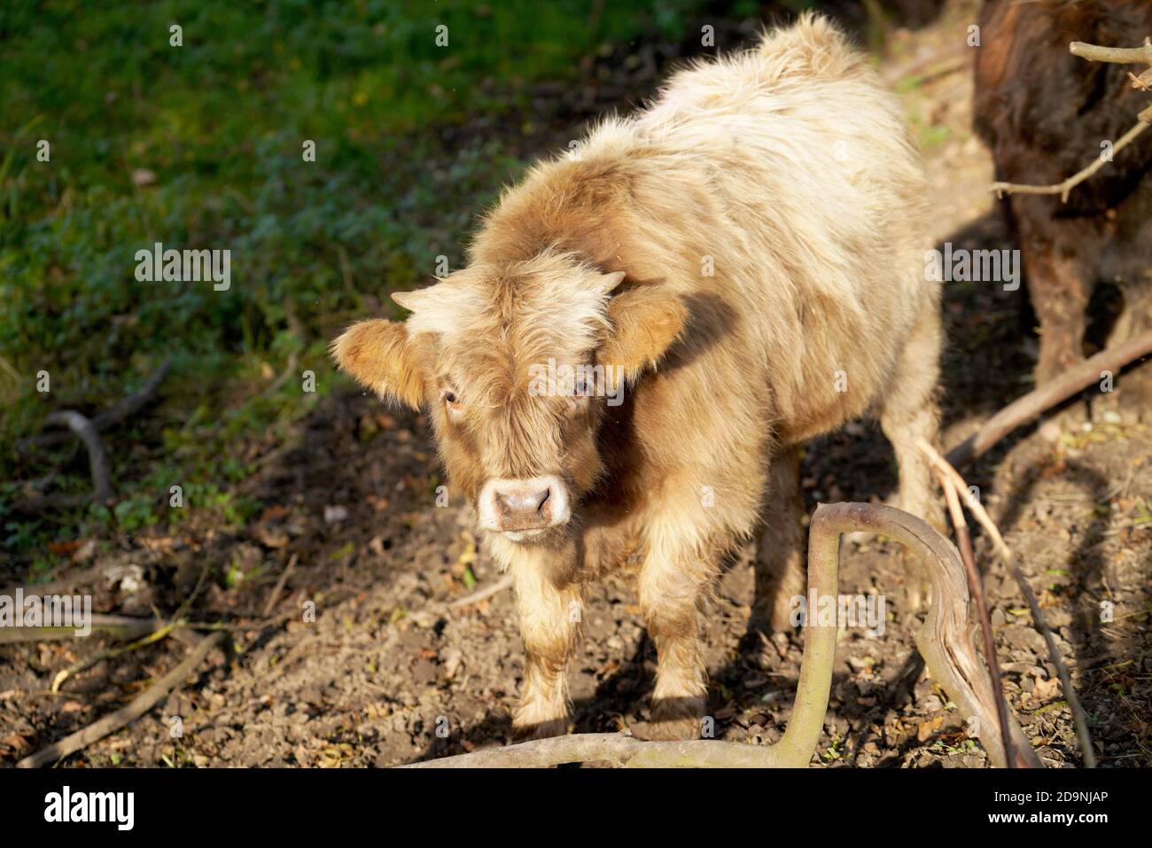 Samll Cow Cattle and small animals hi-res stock photography and images - Alamy