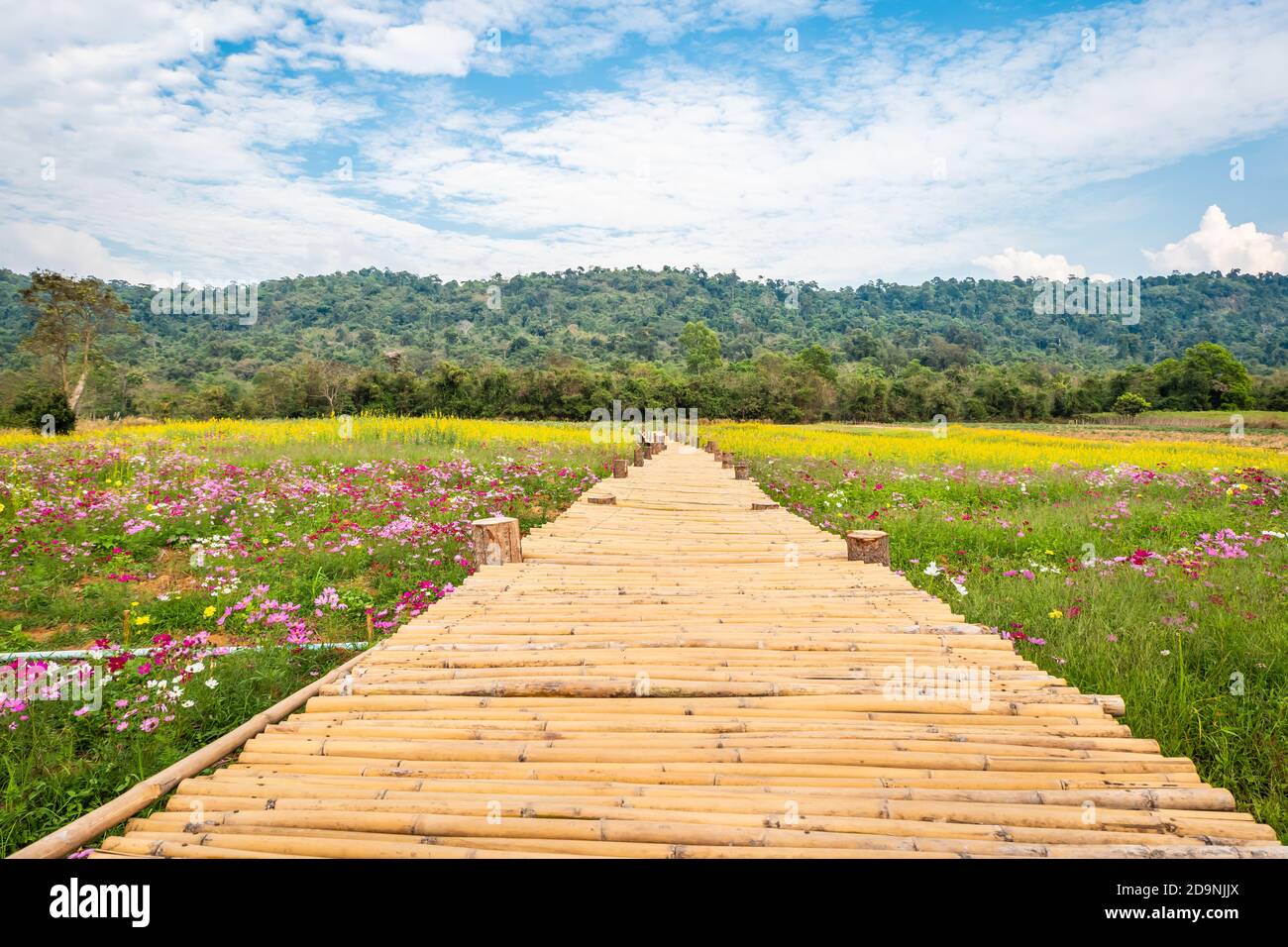 Bamboo walkway on flower fields with mountains and skies Stock Photo