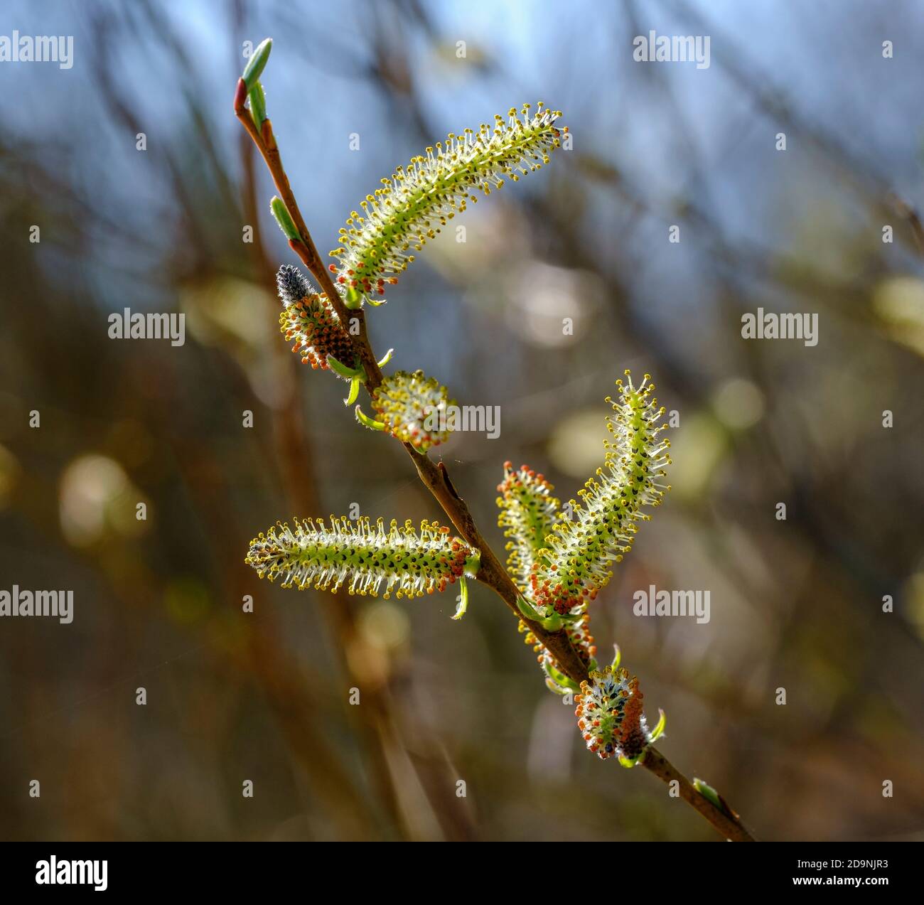 male purple willow catkins (Salix purpurea), catkins, Isar floodplain near Geretsried, Upper Bavaria, Bavaria, Germany Stock Photo