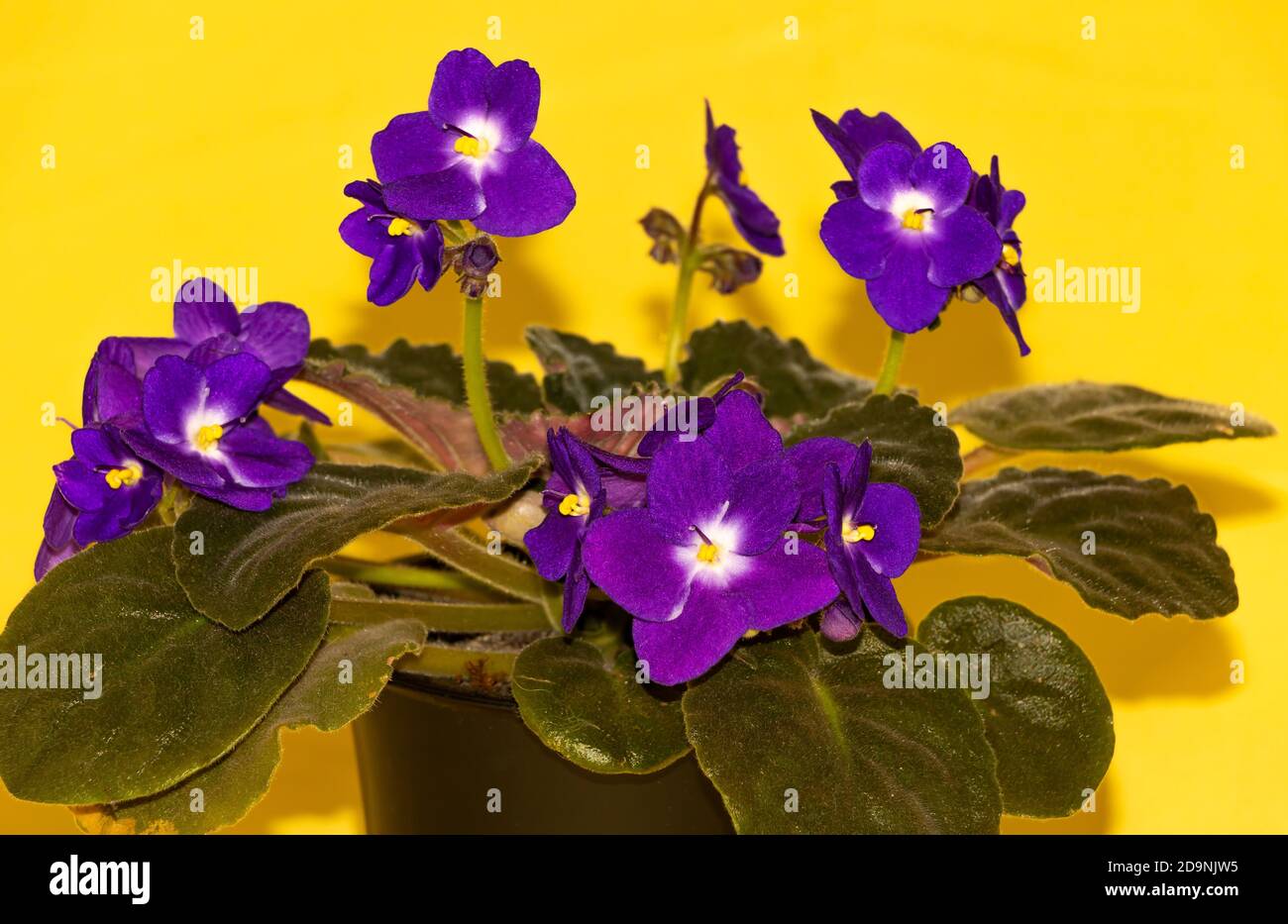 African violet with beautiful purple flowers. How to grow african violets Concept. Yellow background Stock Photo