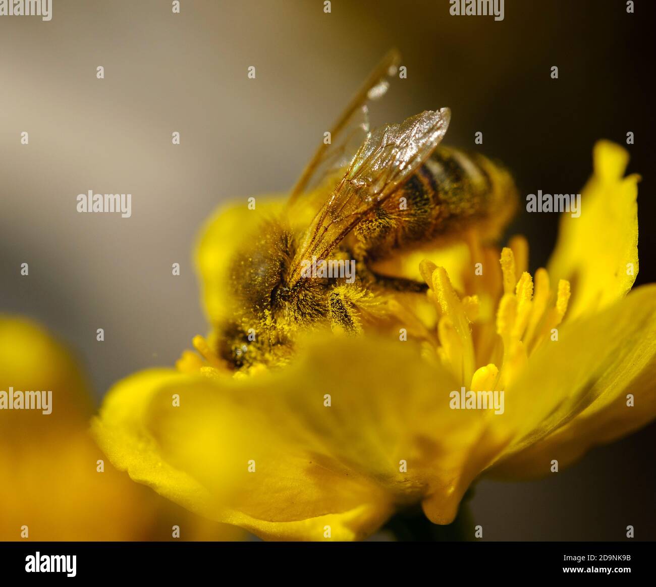 Honey bee (Apis mellifera) with pollen on flower of Marsh Marigold (Caltha palustris), Upper Bavaria, Bavaria, Germany Stock Photo