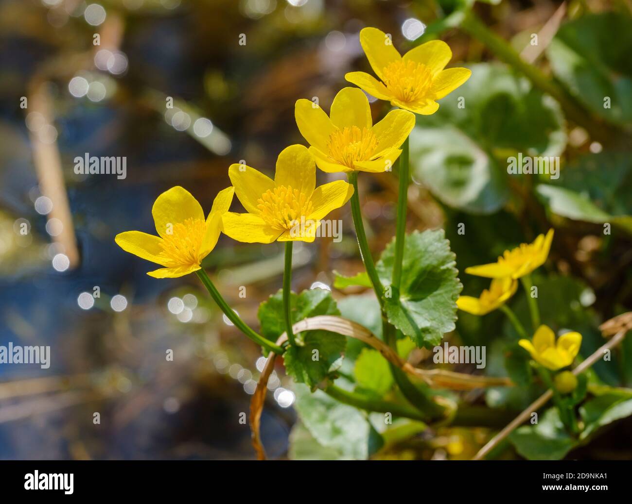 Marsh marigold (Caltha palustris), blooming, Upper Bavaria, Bavaria, Germany Stock Photo