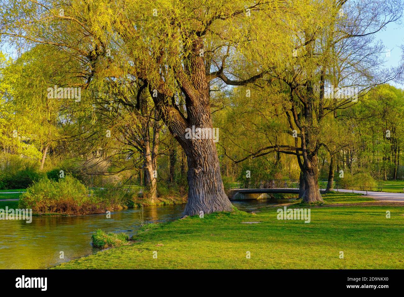 old willow at the Schwabinger Bach, Englischer Garten, Munich, Upper Bavaria, Bavaria, Germany Stock Photo