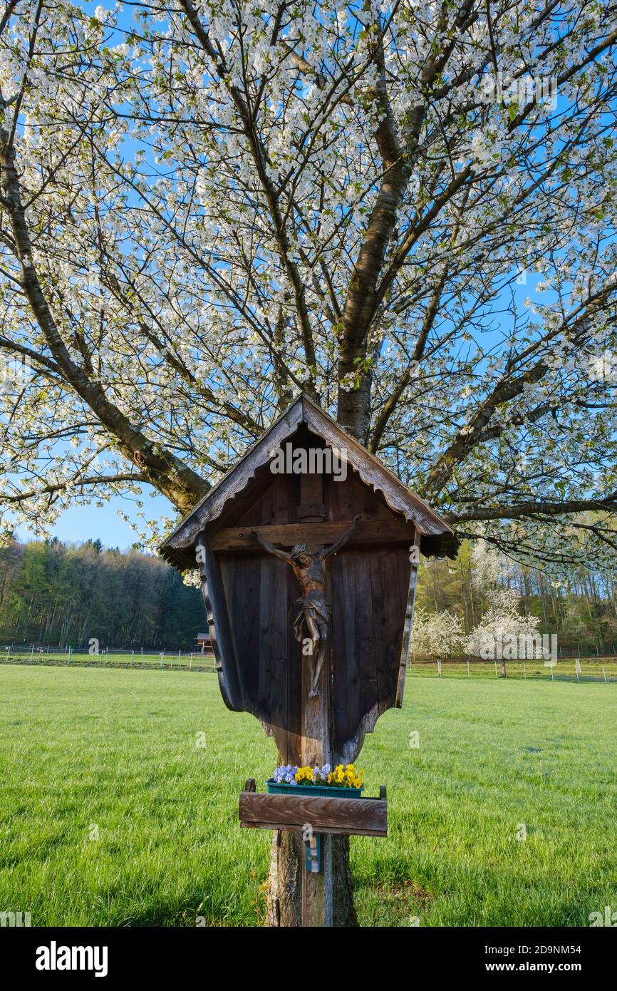 Wayside cross in front of a blooming cherry tree, near Bad Feilnbach, Upper Bavaria, Bavaria, Germany Stock Photo