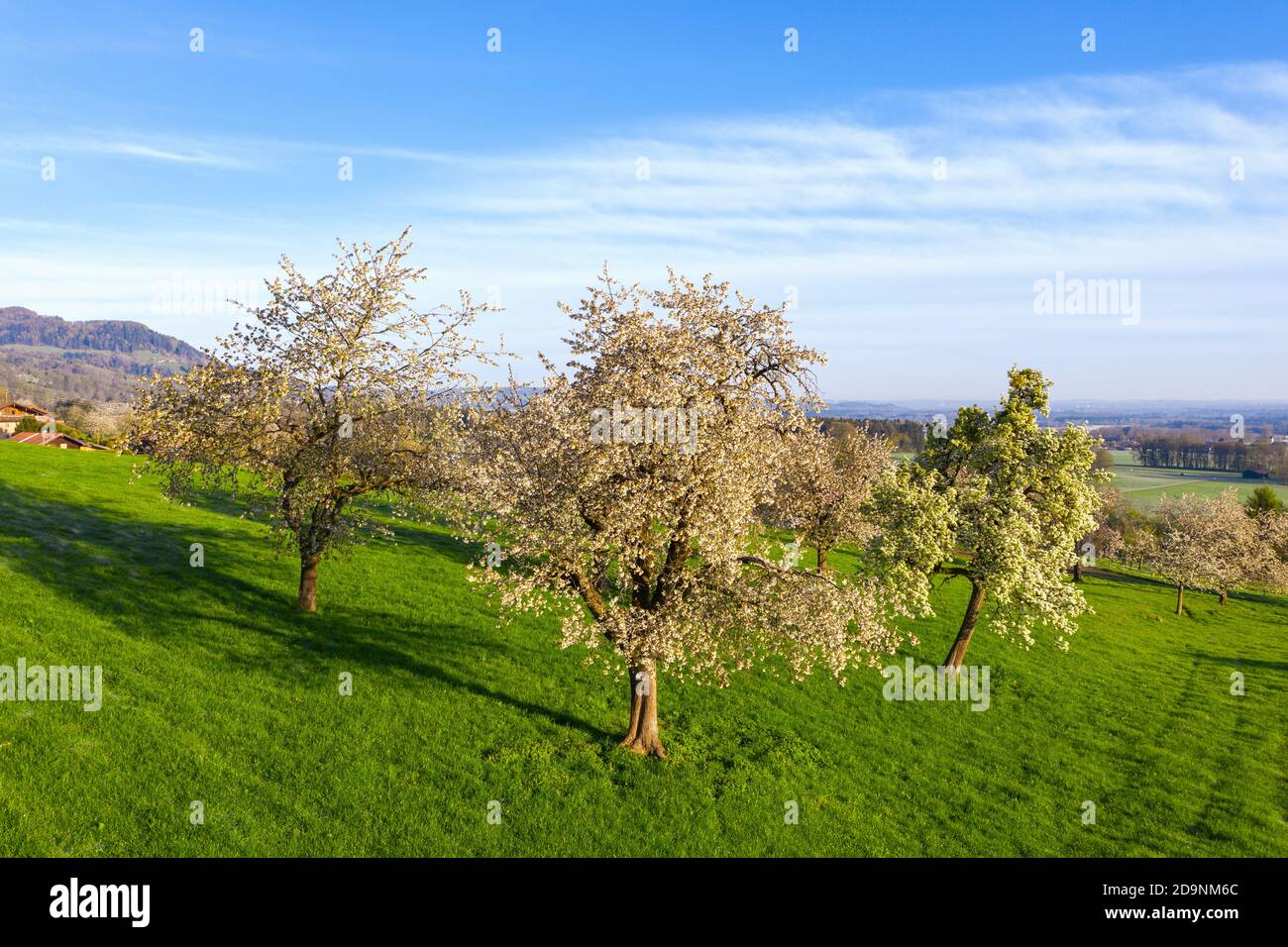blooming fruit trees, near Bad Feilnbach, drone image, Upper Bavaria, Bavaria, Germany Stock Photo