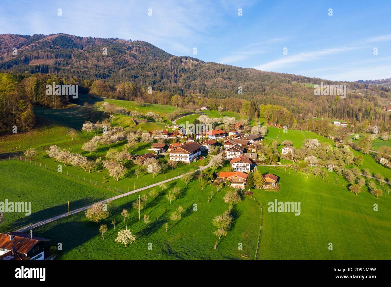 flowering fruit trees, Altofing near Bad Feilnbach, drone image, Upper Bavaria, Bavaria, Germany Stock Photo