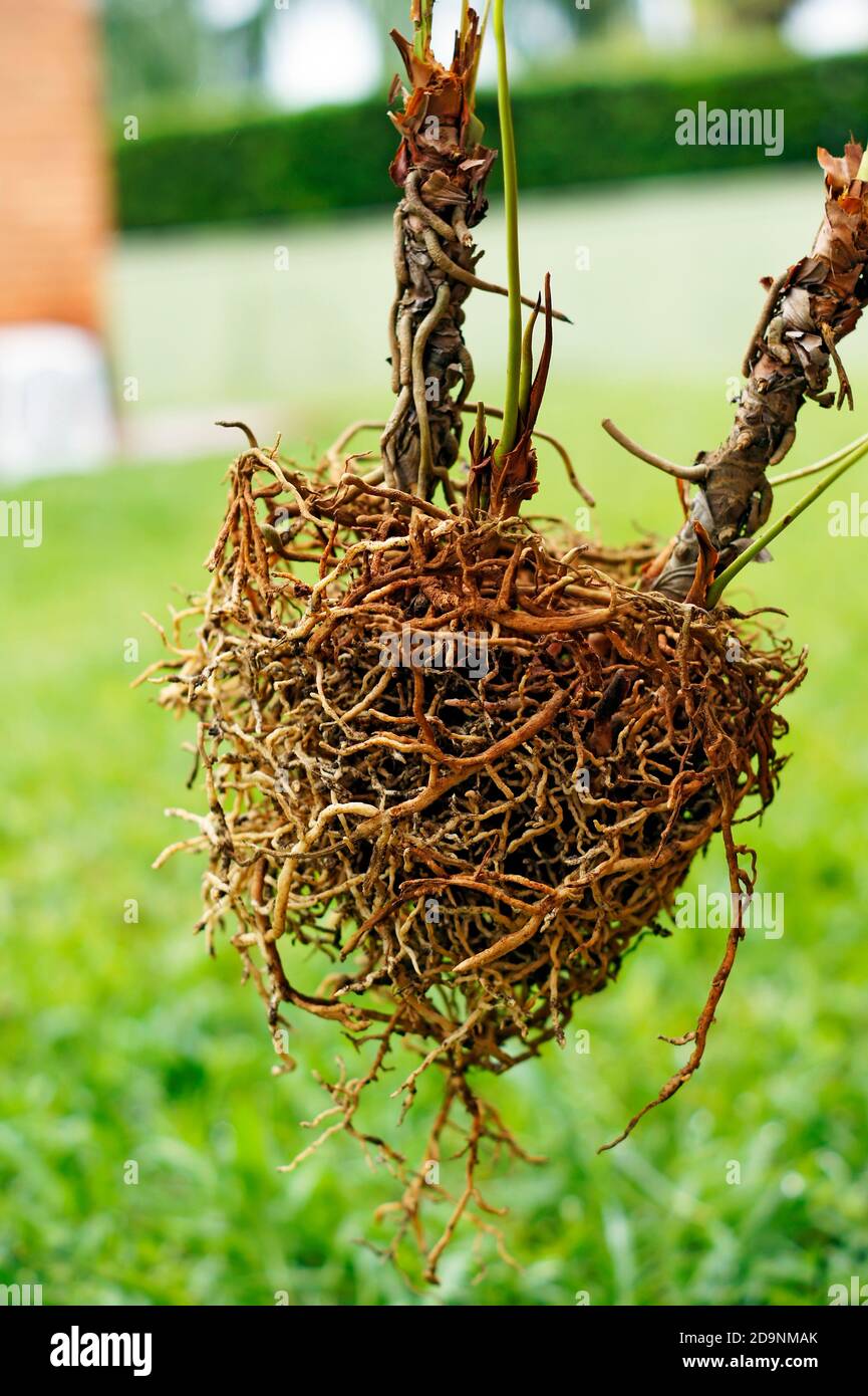 Root ball tree hires stock photography and images Alamy