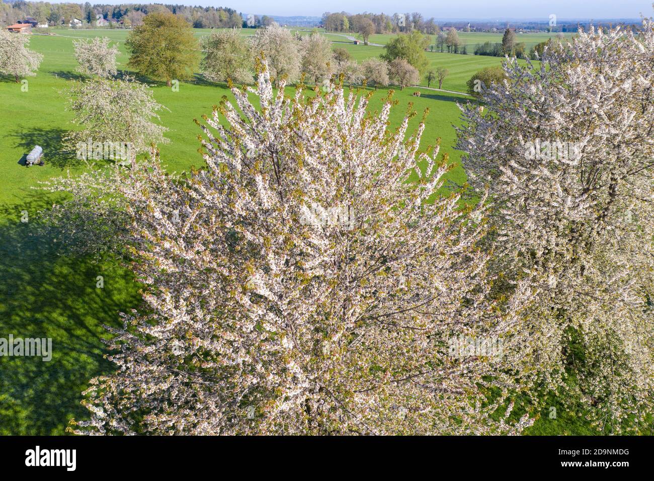 blooming cherry trees, near Bad Feilnbach, drone image, Upper Bavaria, Bavaria, Germany Stock Photo