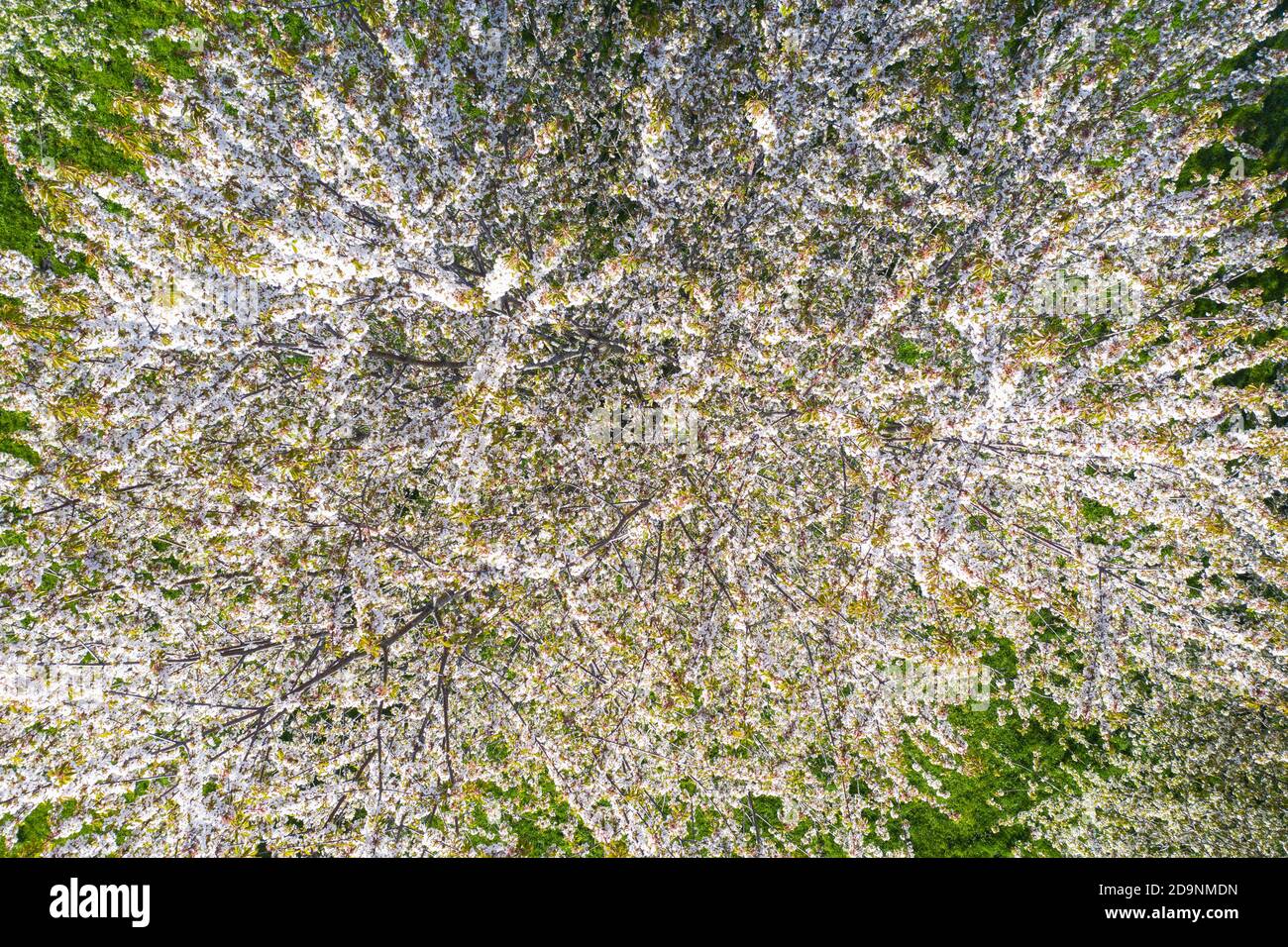 blooming cherry tree from above, near Bad Feilnbach, drone image, Upper Bavaria, Bavaria, Germany Stock Photo