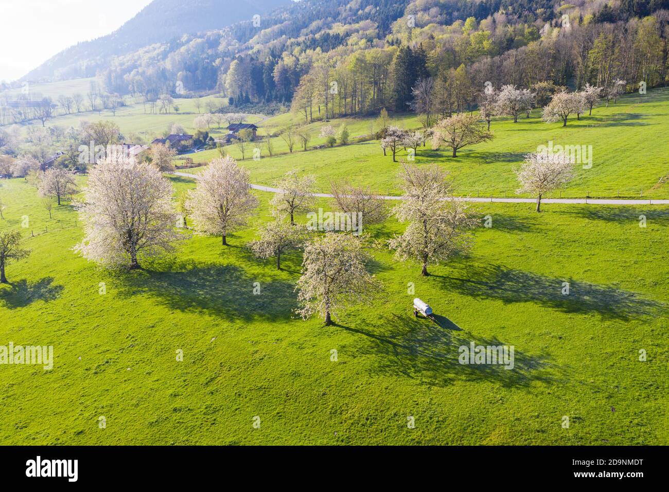 flowering cherry trees in meadow, near Bad Feilnbach, drone image, Upper Bavaria, Bavaria, Germany Stock Photo