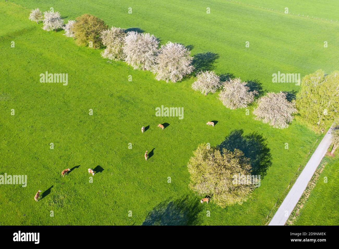 flowering cherry trees and cows in meadow, near Bad Feilnbach, drone image, Upper Bavaria, Bavaria, Germany Stock Photo