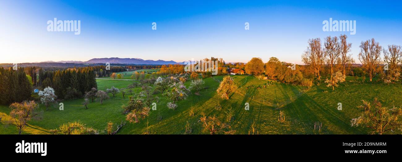 Panorama, blooming orchard in Mooseurach in the morning light, near Königsdorf, Tölzer Land, drone image, Alpine foothills, Upper Bavaria, Bavaria, Germany Stock Photo