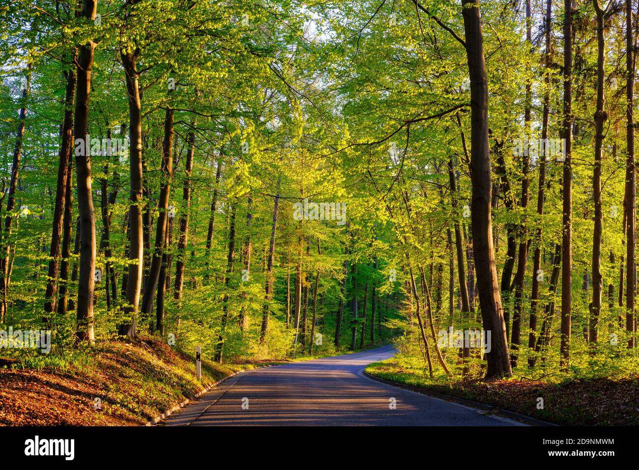 Country road through beech forest in spring, near Seefeld, Fünfseenland, Upper Bavaria, Bavaria, Germany Stock Photo