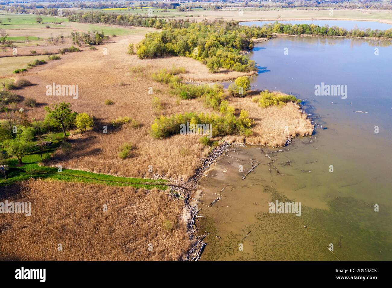 Reed belt on the Ammersee near Aidenried, Fünfseenland, drone image, Upper Bavaria, Bavaria, Germany Stock Photo