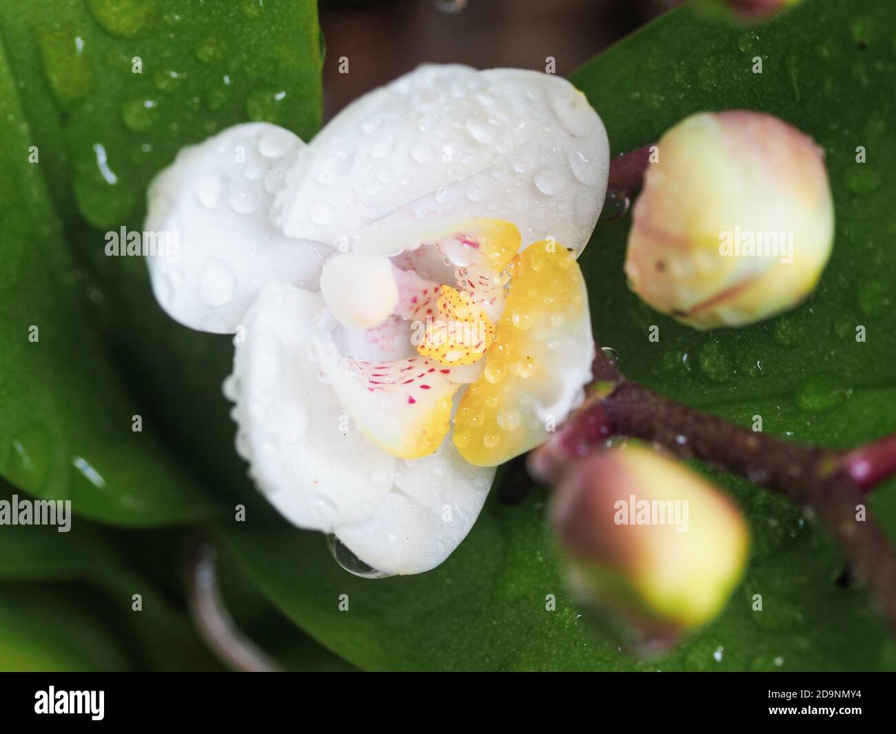 Pretty white orchid pink spots hi-res stock photography and images - Alamy