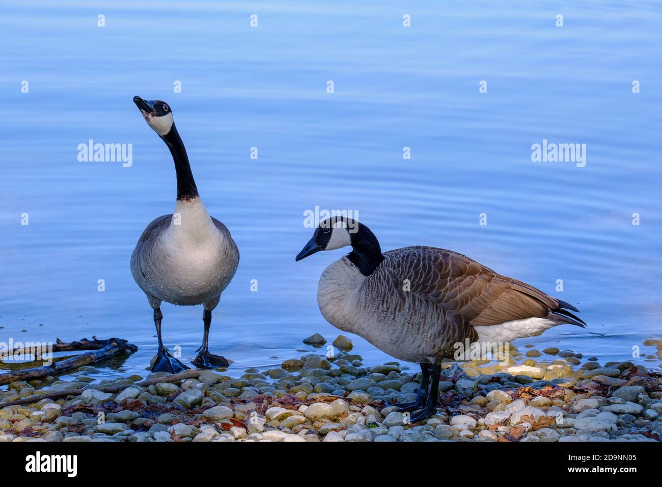 two Canada geese (Branta canadensis) on gravel on the lakeshore, Ammersee near Aidenried, Fünfseenland, Upper Bavaria, Bavaria, Germany Stock Photo