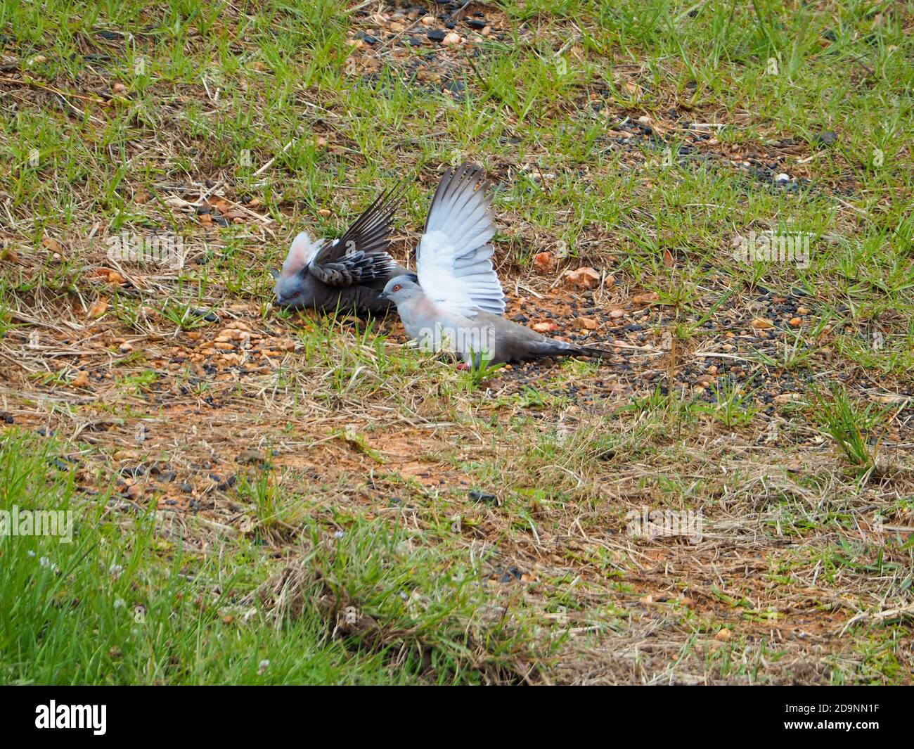 Bird behaviour. Just two Pigeons sun bathing or sunning themselves on