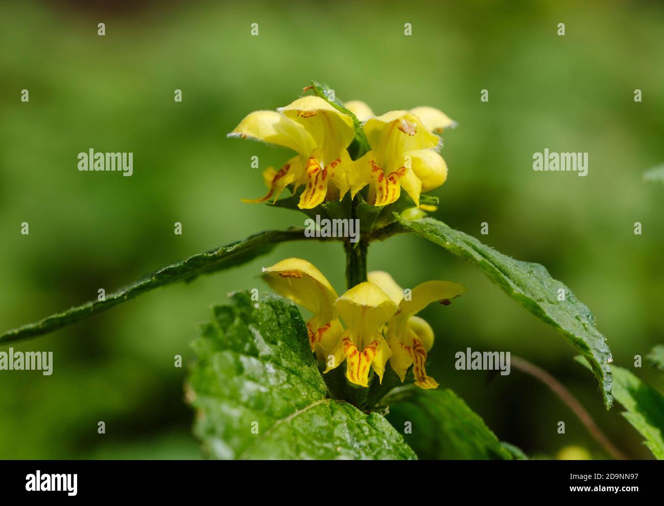 Common golden nettle (Lamium galeobdolon), blooming, Upper Bavaria, Bavaria, Germany Stock Photo