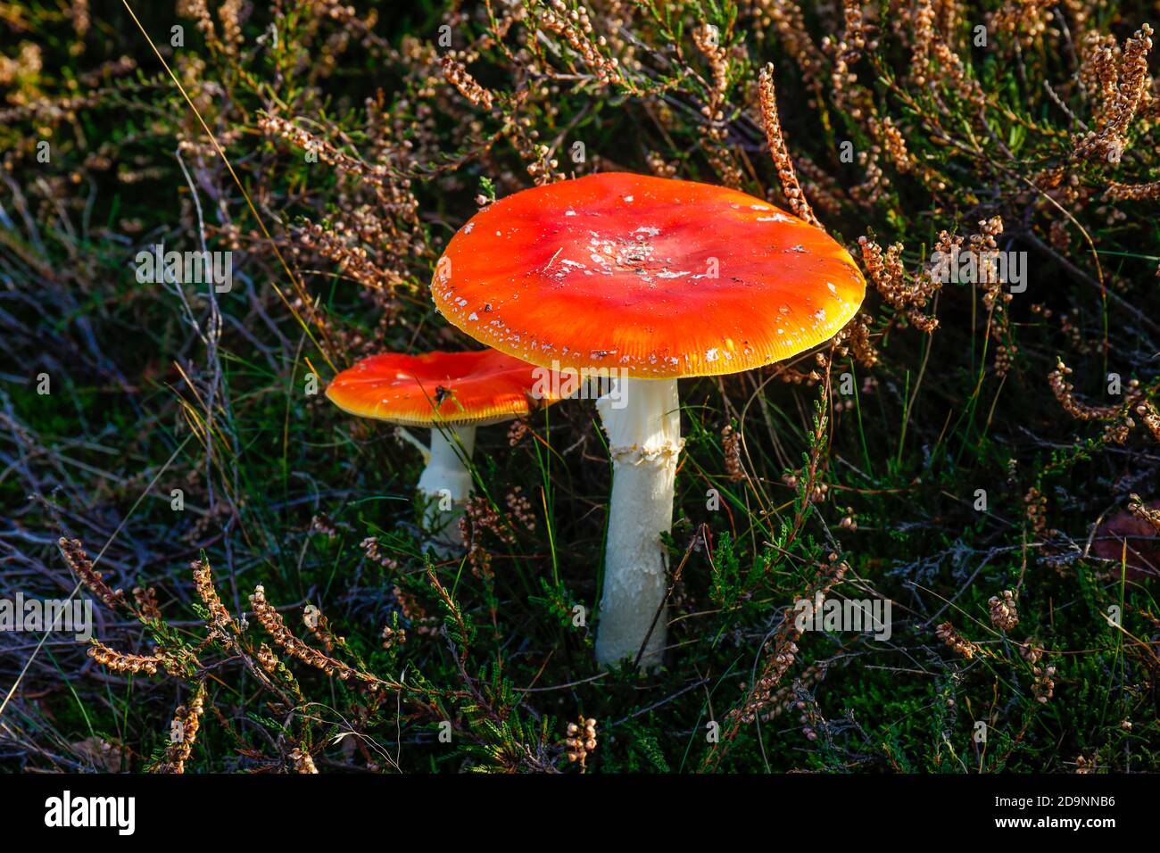 Haltern am See, Muensterland, North Rhine-Westphalia, Germany - Toadstools in the heather, Westruper Heide. Stock Photo