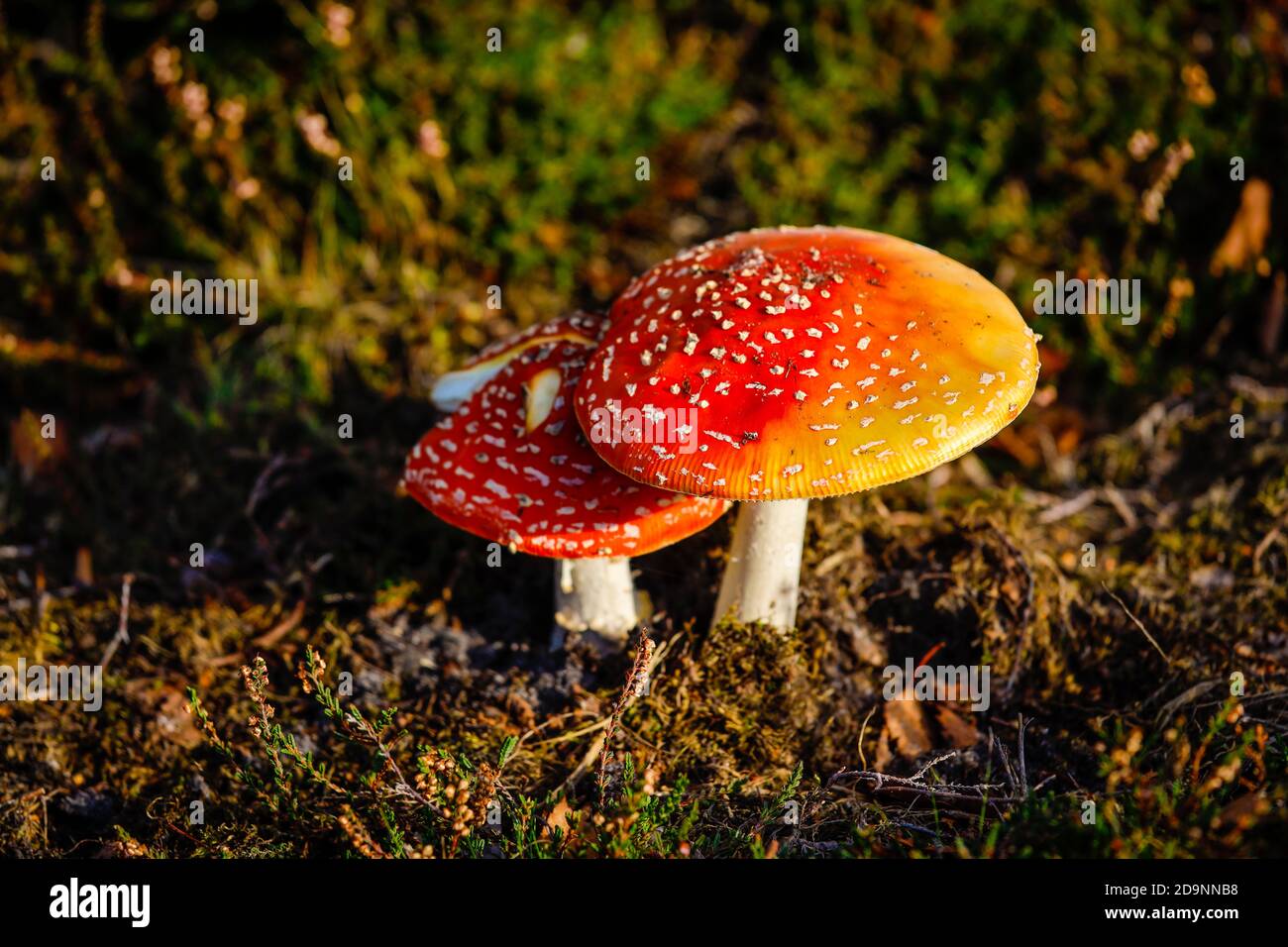 Haltern am See, Muensterland, North Rhine-Westphalia, Germany - Toadstools in the heather, Westruper Heide. Stock Photo