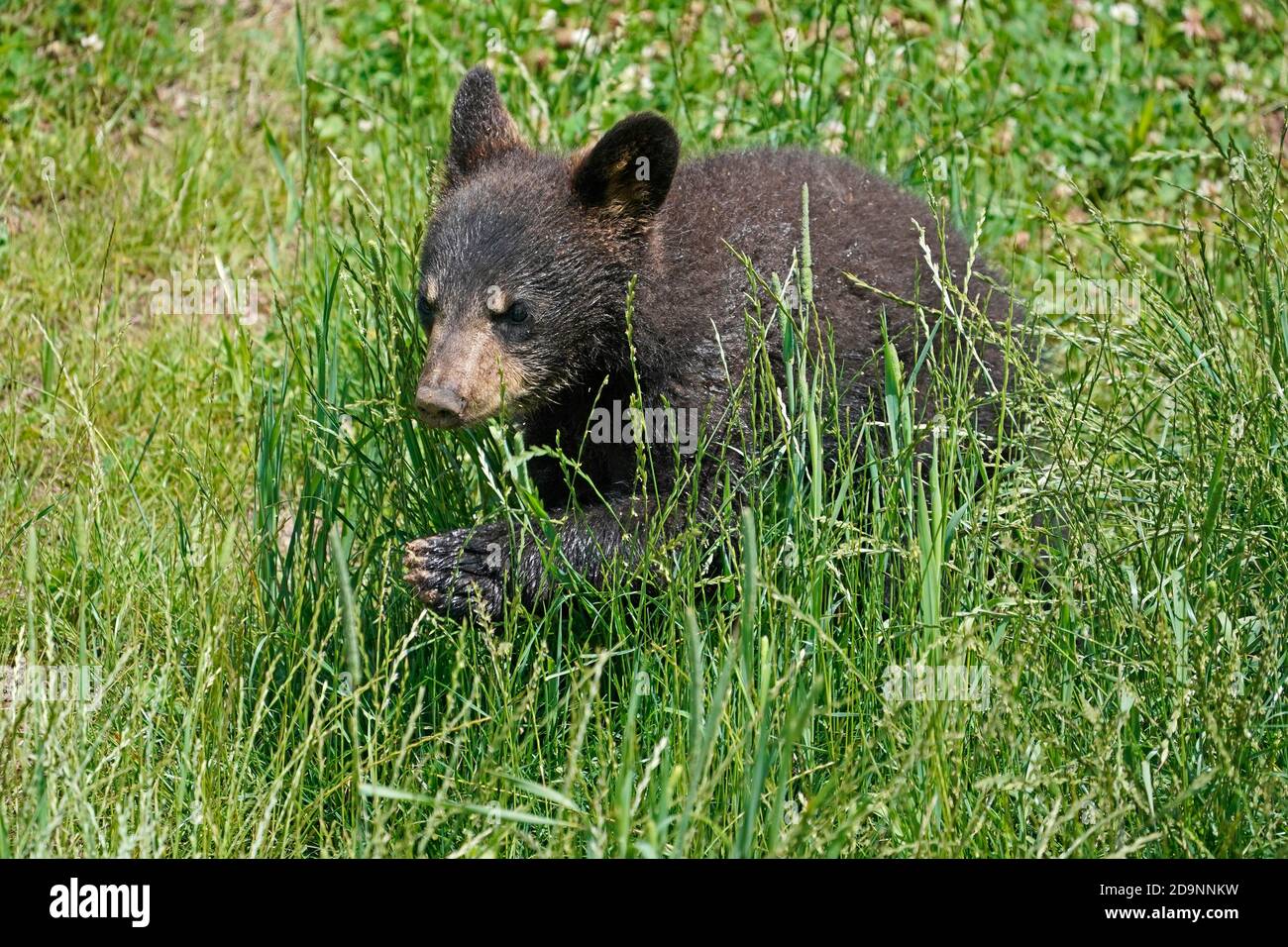 Black bear (Ursus americanus), cub in a meadow, France Stock Photo