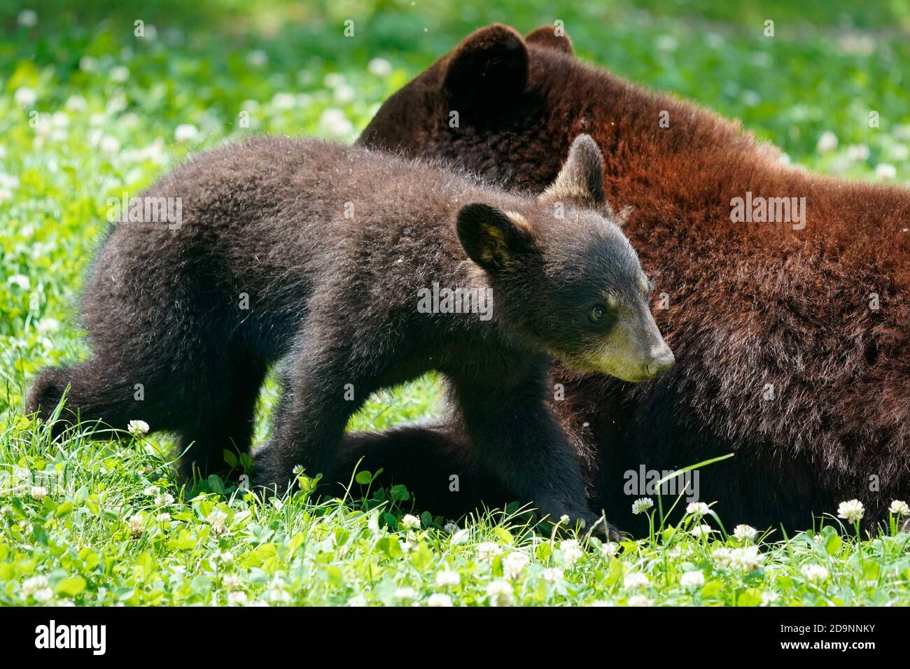 Black bear (Ursus americanus), mother with cub, France Stock Photo