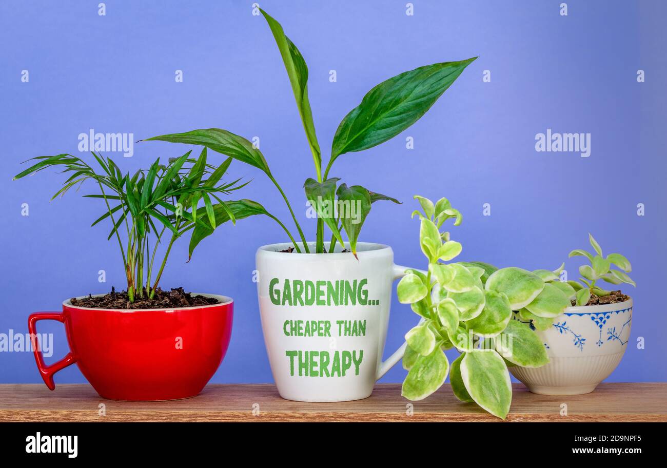 Gardening… Cheaper than therapy text on mug used as a plant pot for houseplant, eco therapy for good mental health. Stock Photo