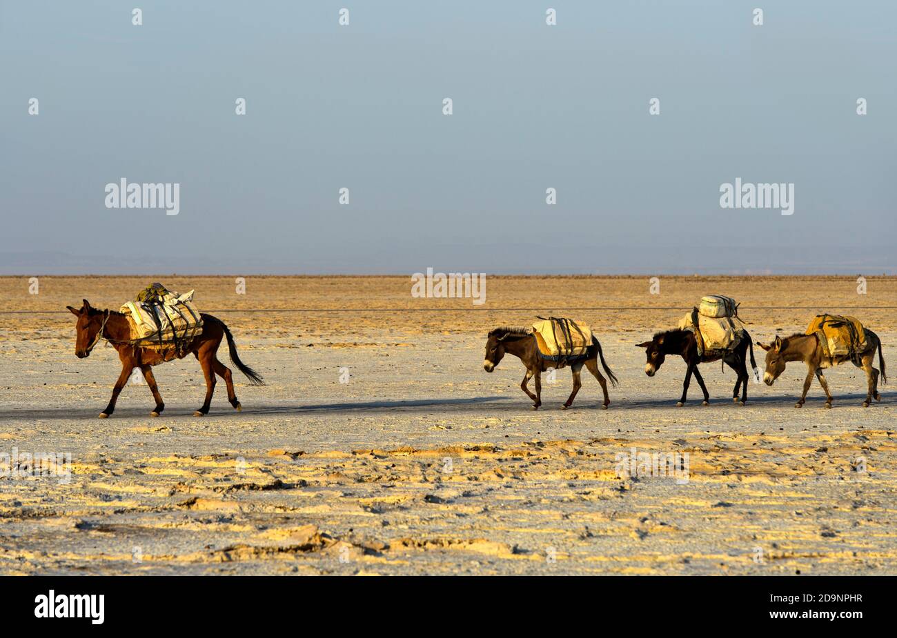 Donkeys transport blocks of salt across the Assale Salt Flat, Danakil