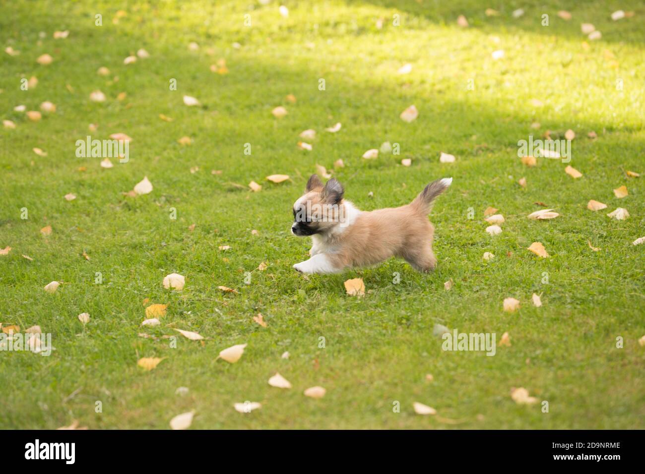 Chihuahua puppy, longhaired, runs on the lawn, autumnal scene, Finland Stock Photo