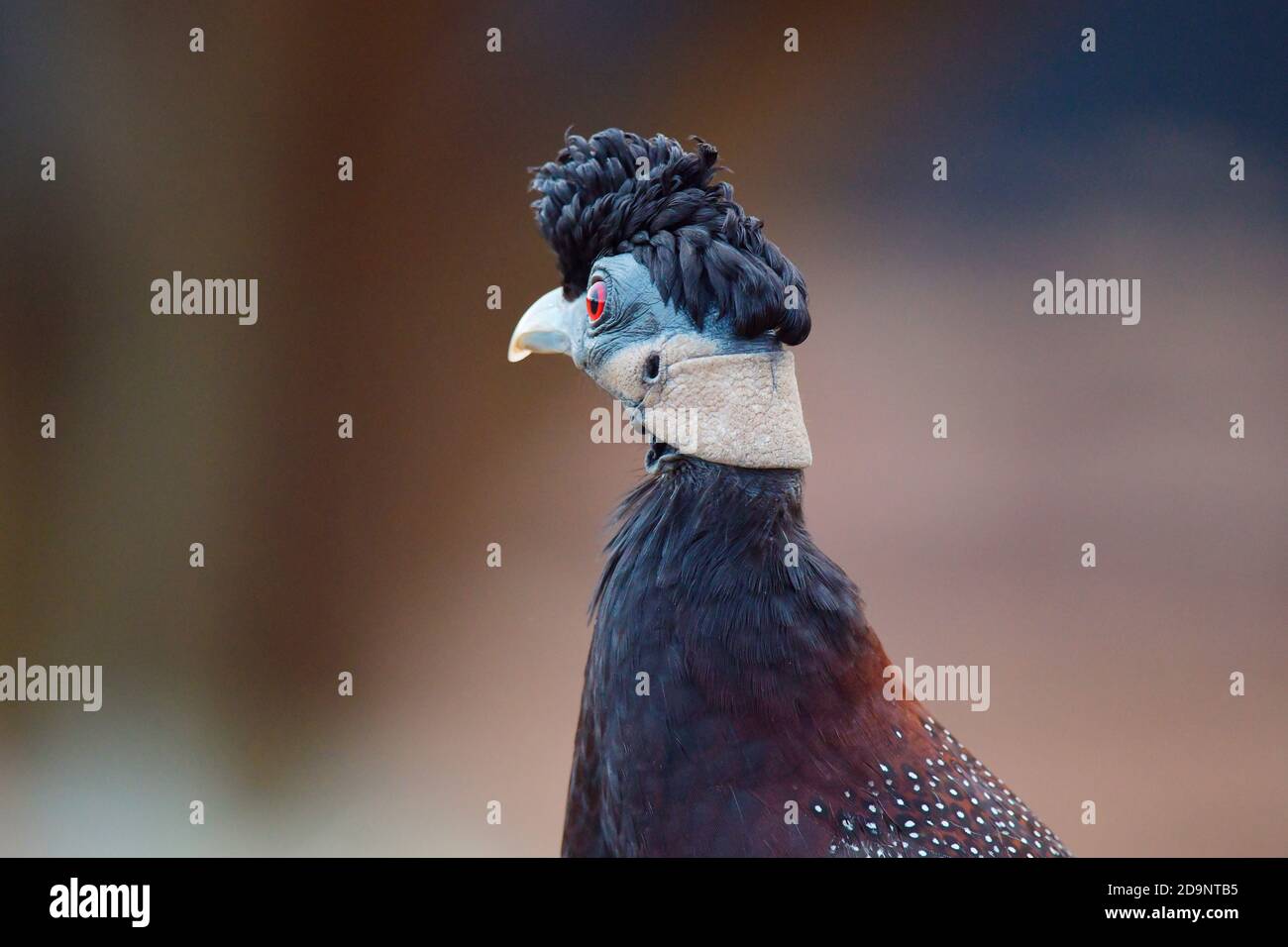 Crested Guineafowl (Guttera pucherani) rear view, uMkhuze Game Reserve, South Africa Stock Photo
