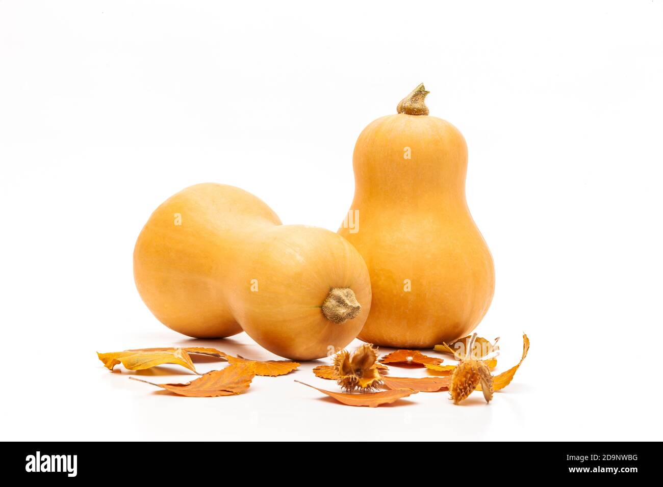 Butternut squash, isolated on a white background Stock Photo - Alamy