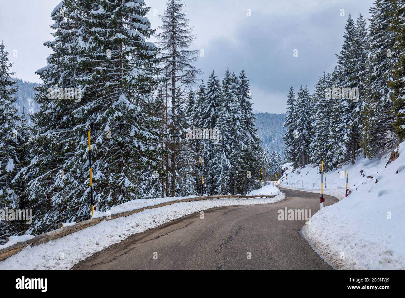 road in the woods between snow covered trees, mountain road, valles pass, trento, trentino alto adige, italy, europe Stock Photo