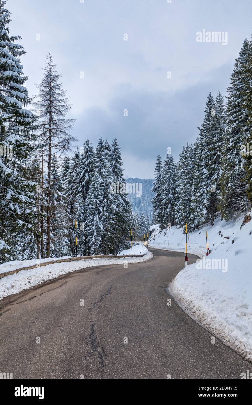 road in the woods between snow covered trees, mountain road, valles pass, trento, trentino alto adige, italy, europe Stock Photo