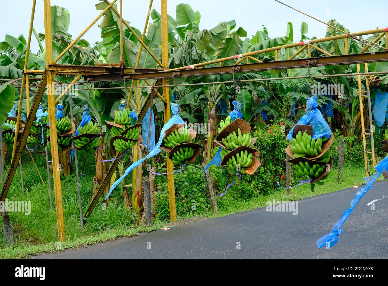 Costa Rica Arenal Volcano and La Fortuna - Banana plantation harvest transport system Stock Photo