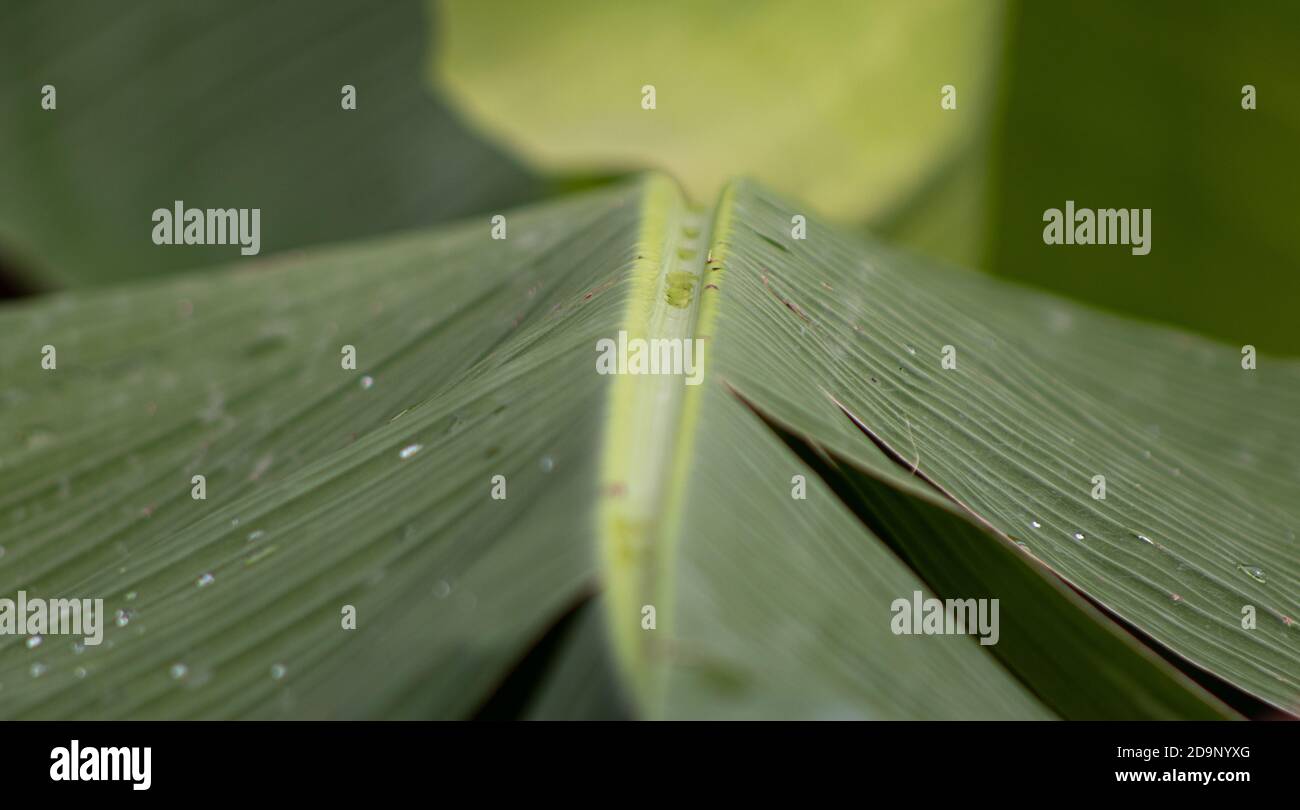 Closeup shot tree leaf hi-res stock photography and images - Alamy
