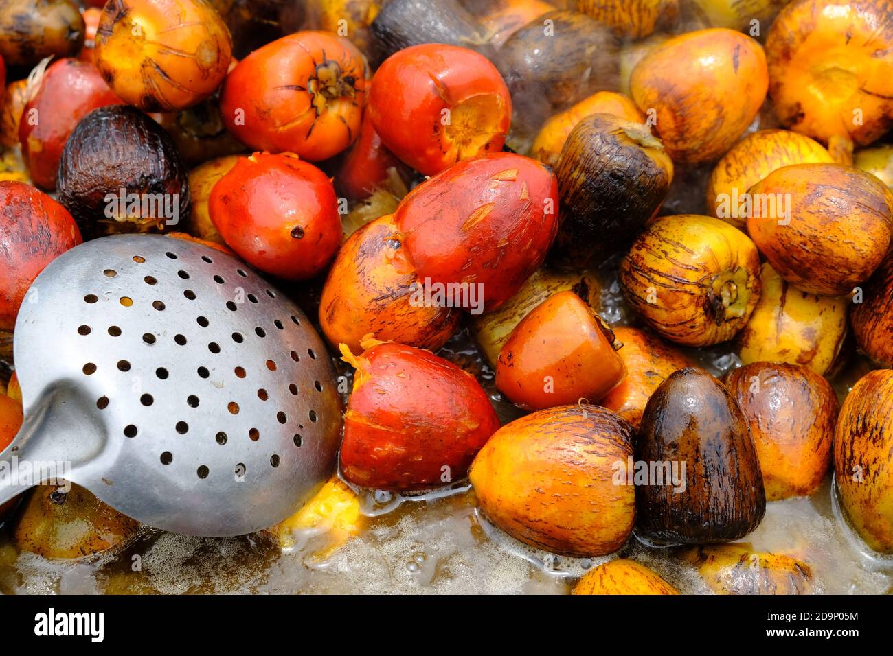 Costa Rica Arenal Volcano and La Fortuna - Cooked Peach palm fruit - Bactris gasipaes - Pejibaye Stock Photo