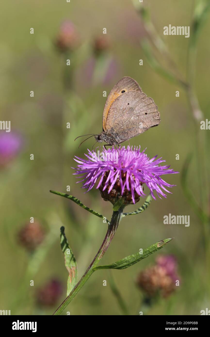 Große Ochsenauge, Maniola jurtina, Schmetterling, Tagfalter, Flockenblume,Wiesen-Flockenblume Centaurea jacea Stock Photo