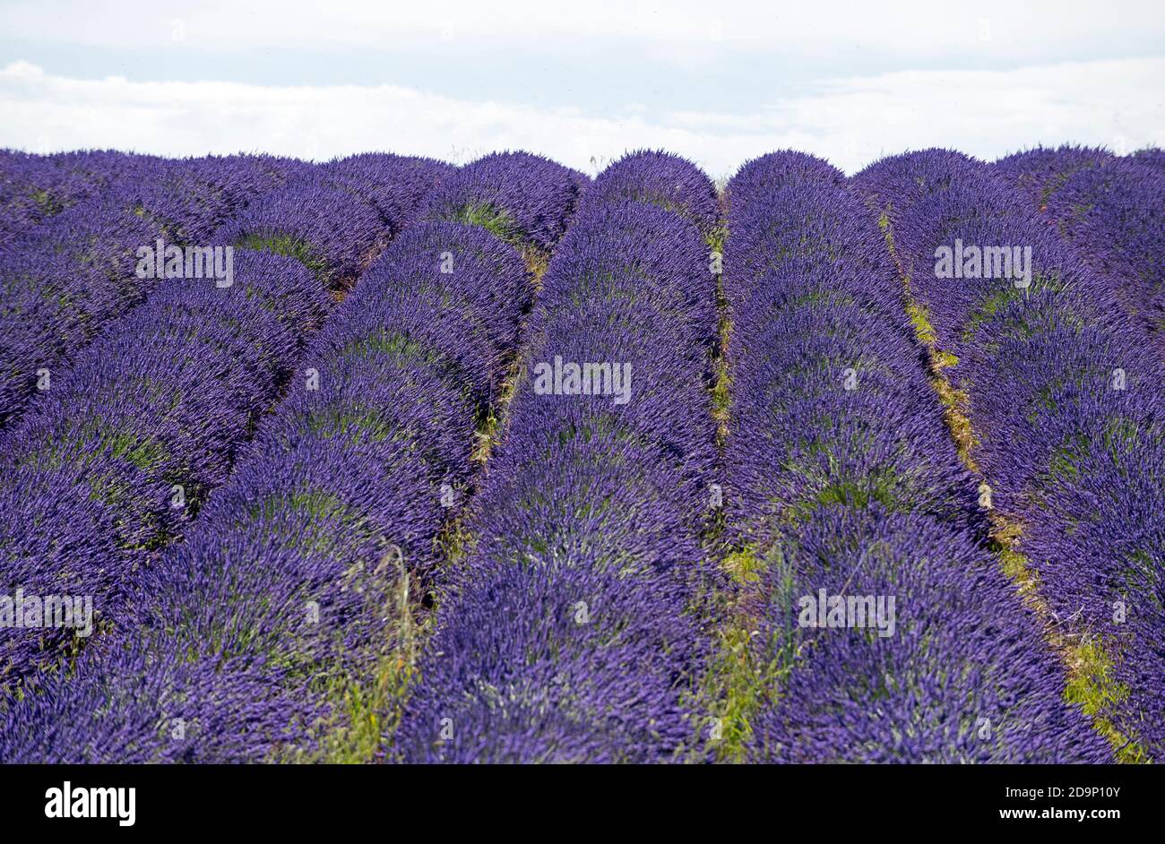 France, Alpes de Haute Provence, Plateau de Valensole, lavender fields Stock Photo
