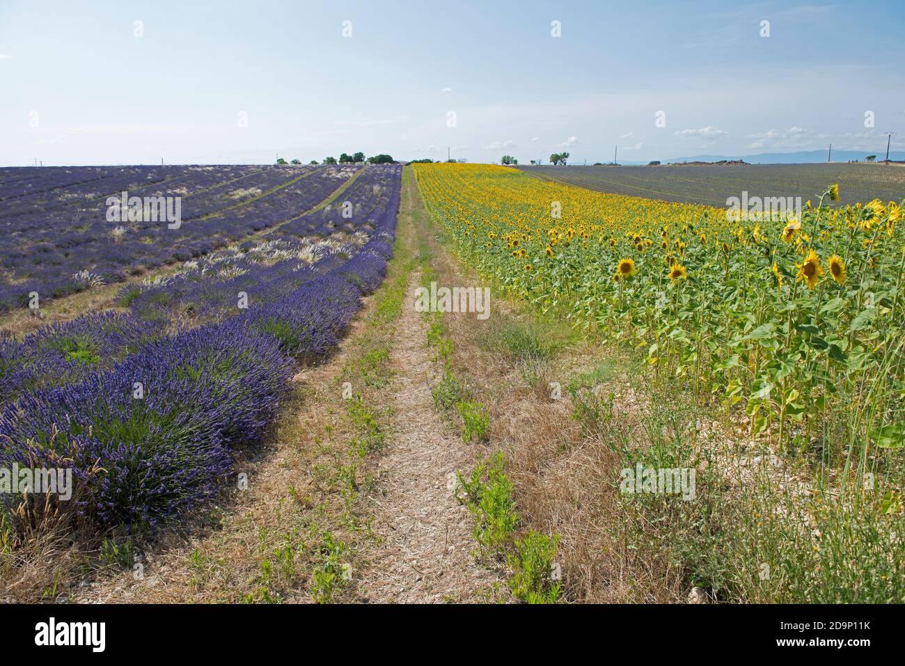France, Alpes de Haute Provence, Plateau de Valensole, lavender fields (Lavandula sp.) and sunflower fields Stock Photo