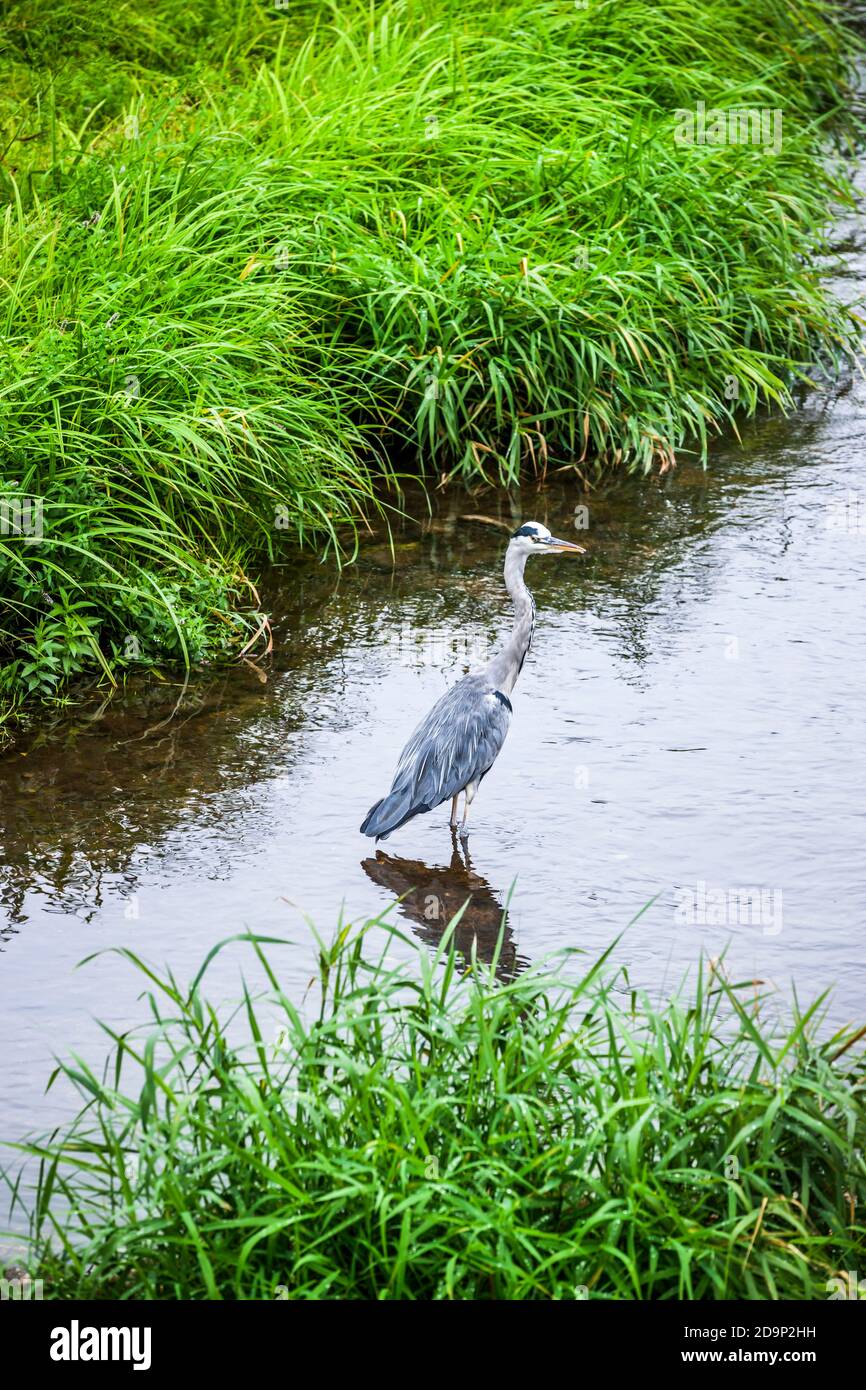 Gray heron on the hunt in a stream Stock Photo