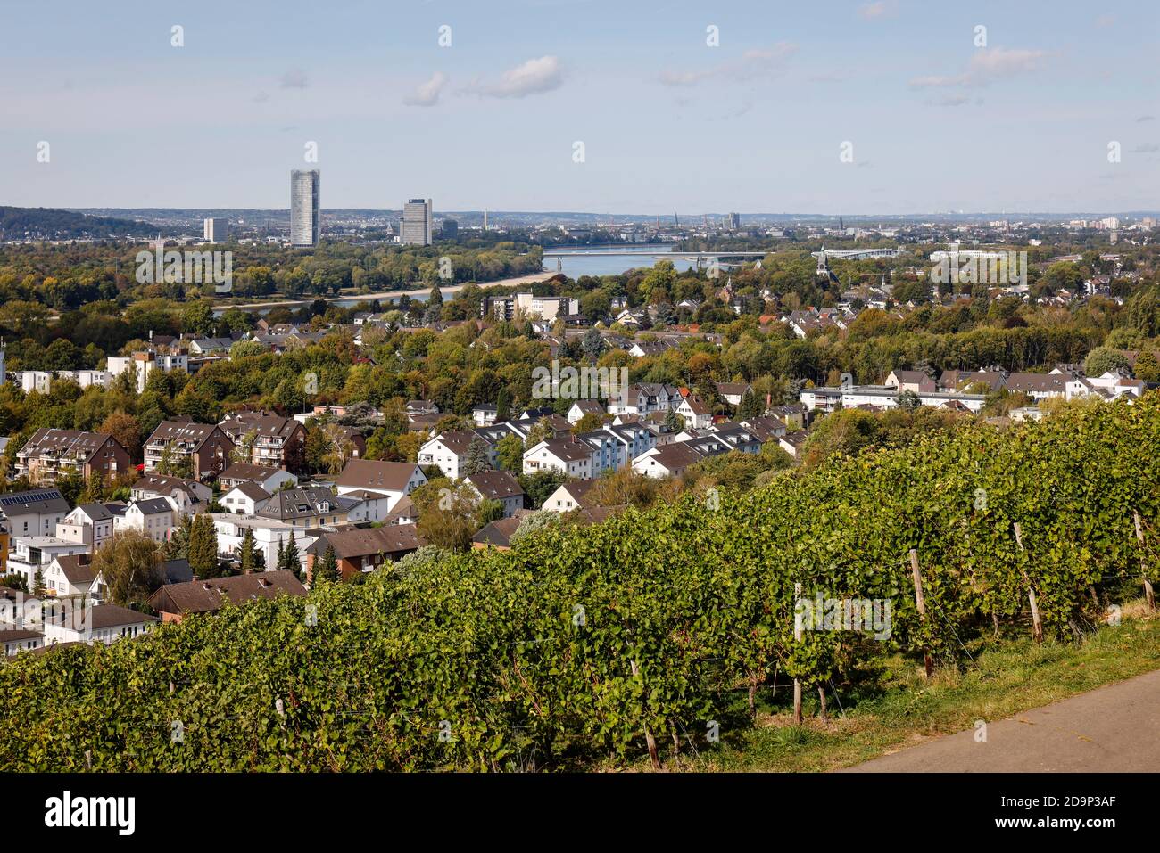 Koenigswinter, North Rhine-Westphalia, Germany - vineyards in Koenigswinter am Rhein, in the back Bonn. Stock Photo