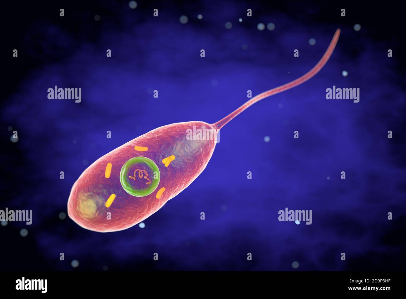 Cholera bacterium vibrio cholerae hires stock photography and images