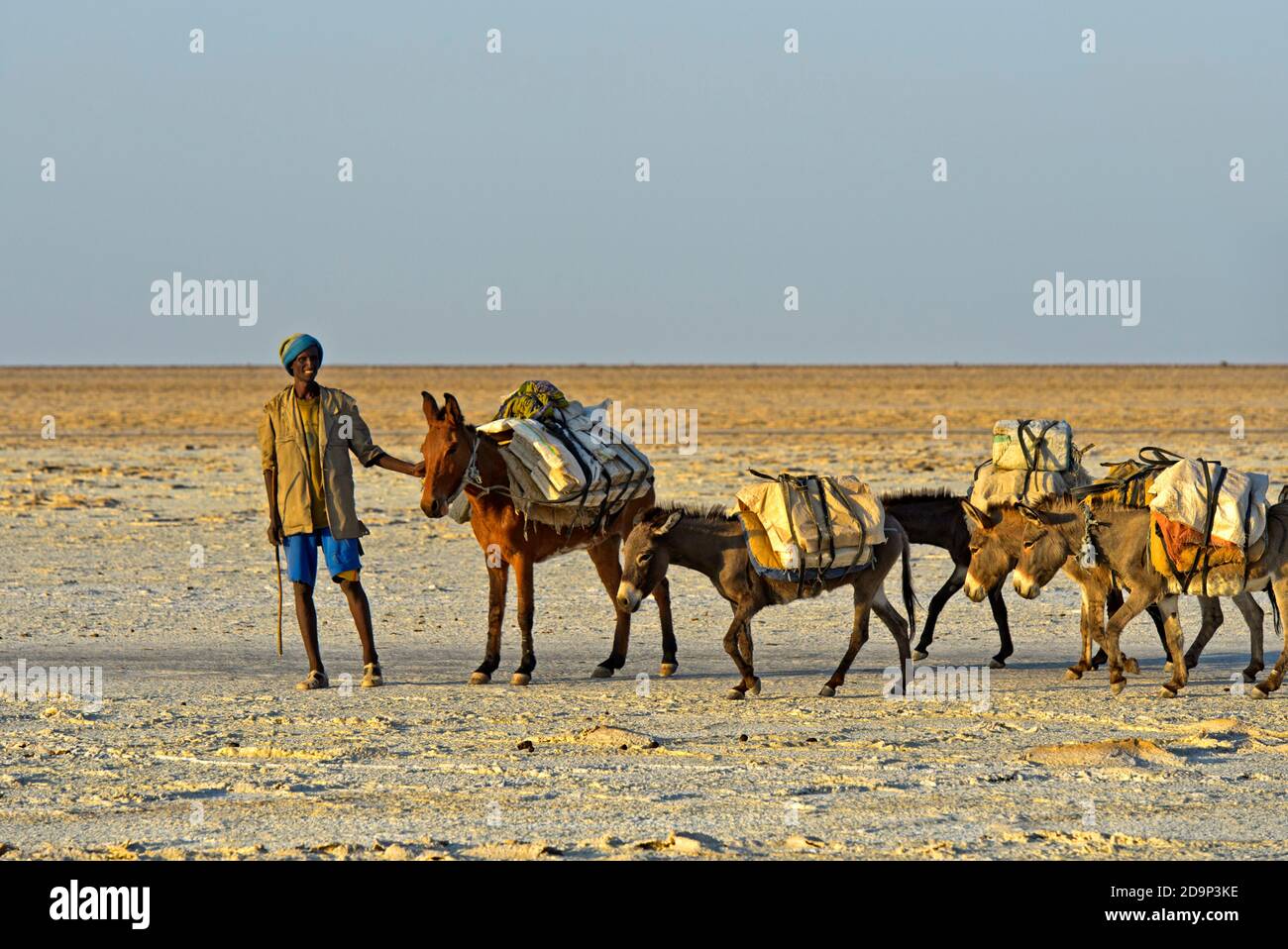 Shepherd with group of donkeys transporting blocks of salt across the