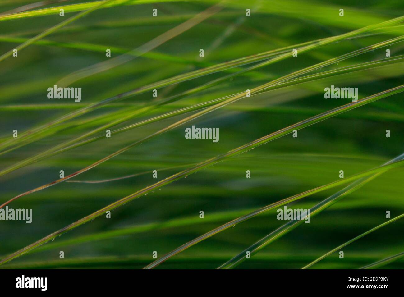 A closeup shot of green blades of grass for abstract background Stock ...