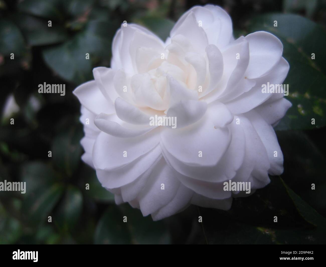 White camellia hi-res stock photography and images - Alamy