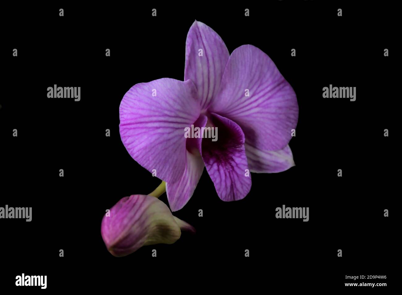 Purple striped orchid with black background Stock Photo